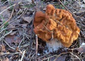 Чем отличаются грибы сморчок от строчка ✎ Краткое описание и применение